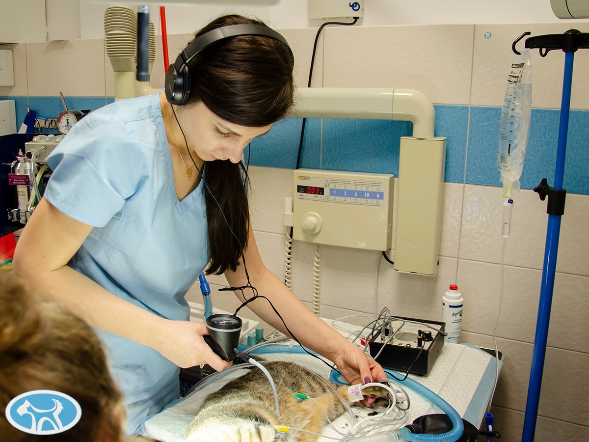 Stomatologia weterynaryjna