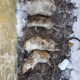 Skuteczne zwalczanie szczurów
