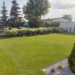 Profesjonalne Ogrody - Zadbany trawnik z rzędem kwitnących hortensji wzdłuż białego muru. W tle wysokie drzewa iglaste i liściaste. Elementy dekoracyjne z kamienia i niskich krzewów.