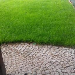 Ogrodowe Kurtyzany - Świeżo skoszony trawnik przylegający do ścieżki z kostki brukowej, widoczny fragment narzędzia ogrodniczego z niebieskim uchwytem.