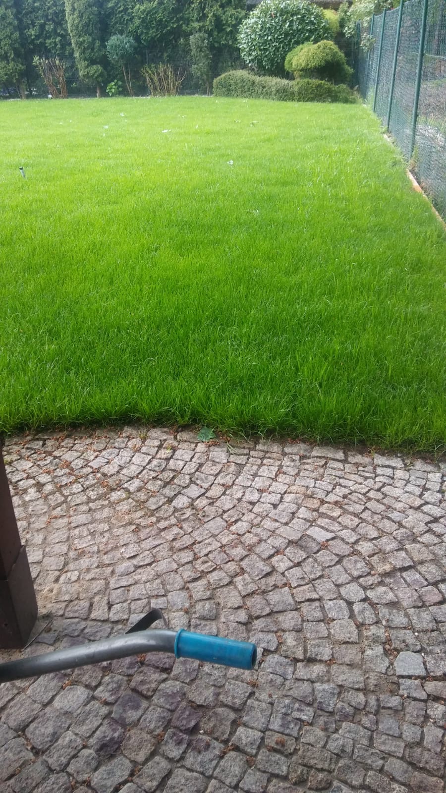 Świeżo skoszony trawnik przylegający do ścieżki z kostki brukowej, widoczny fragment narzędzia ogrodniczego z niebieskim uchwytem.