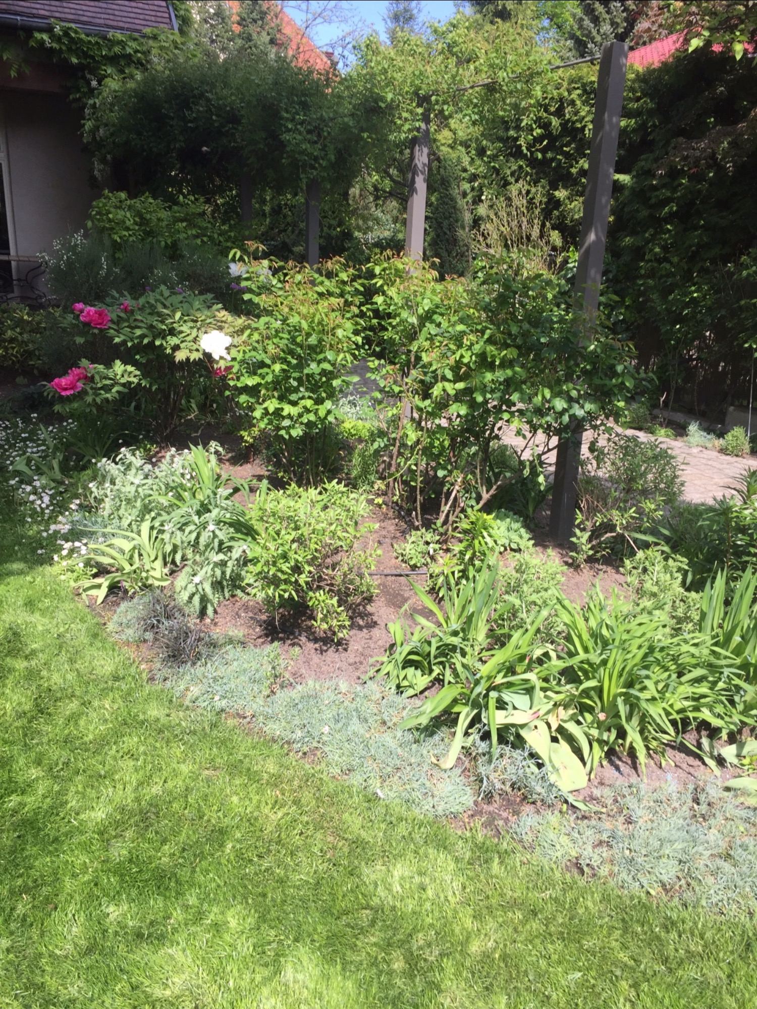 Kępa różnorodnych roślin w ogrodzie, z kwitnącymi piwoniami, krzewami i niskimi bylinami, obrzeże z trawnika, w tle konstrukcja drewniana.