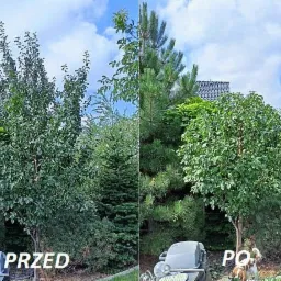 Zdjęcie porównawcze: drzewo przed i po formowaniu korony, z widocznym sprzętem ogrodniczym i psem w kadrze.