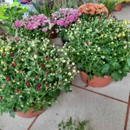 Chryzantemy 3 kolory