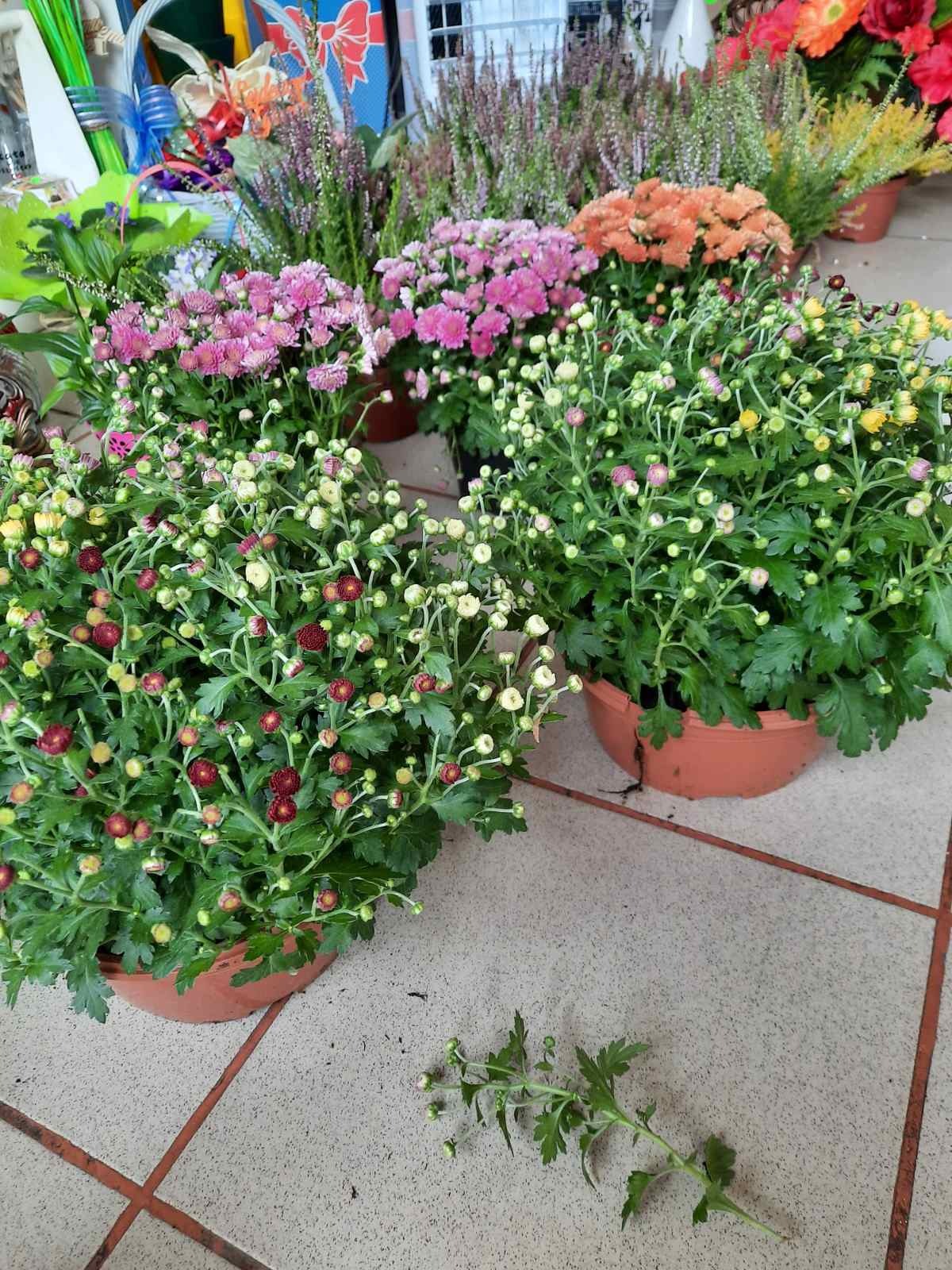 Chryzantemy 3 kolory