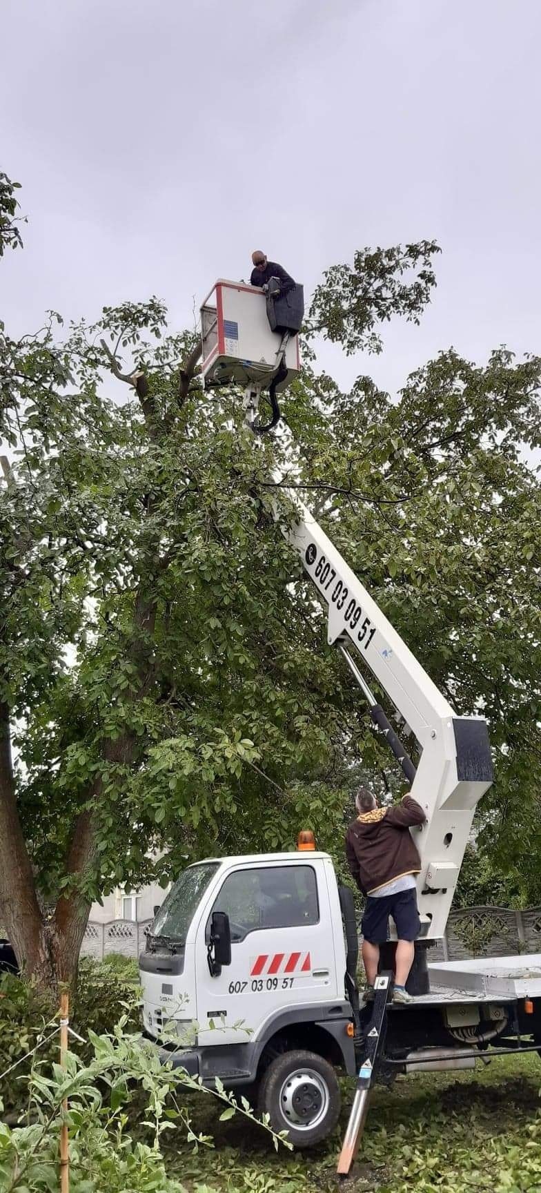 Pracownik w koszu podnośnika obcina gałęzie drzewa, drugi pracownik stoi przy białym samochodzie z numerem telefonu, widoczne świeżo obcięte gałęzie na ziemi.