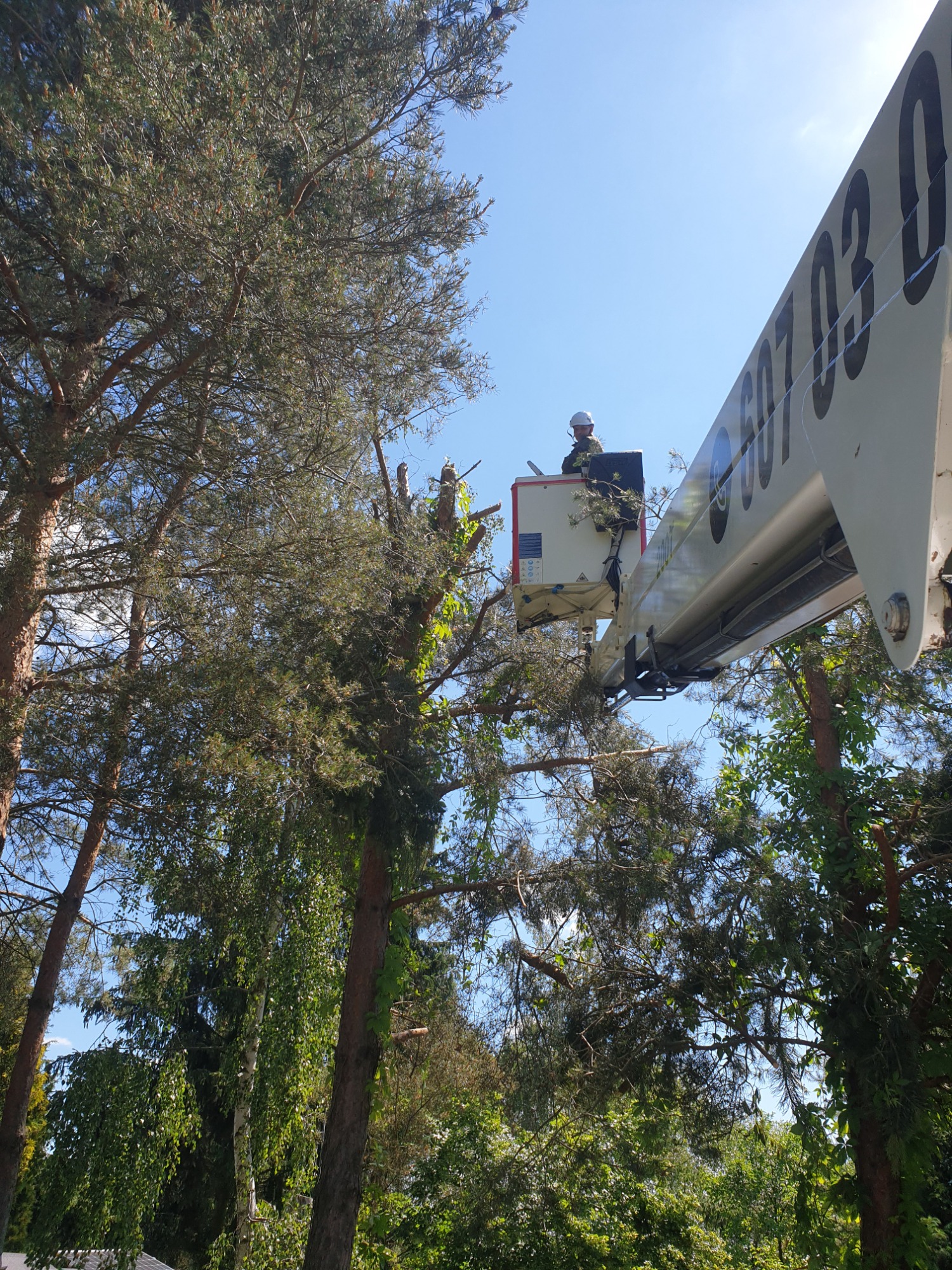 Pracownik w kasku, w podnośniku koszowym, przycina gałęzie sosny, na wysięgniku widoczny numer telefonu firmy.