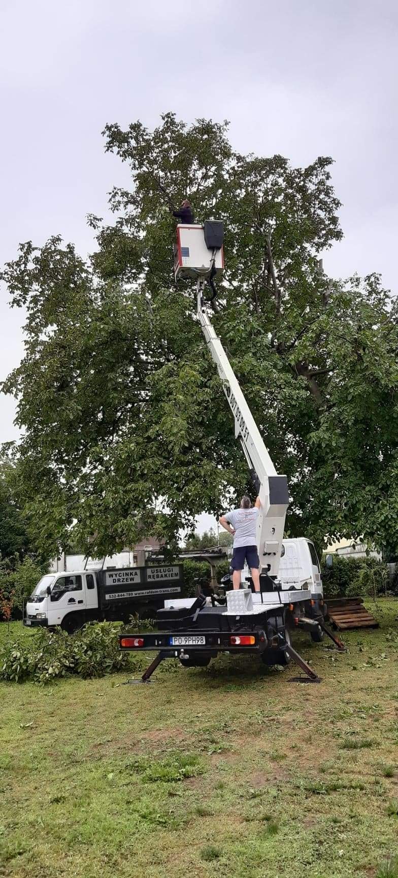 Pracownik w koszu podnośnika przycina gałęzie drzewa, widoczny samochód dostawczy z reklamą firmy świadczącej usługi wycinki drzew i pielęgnacji zieleni.