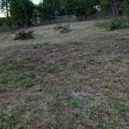 Teren po wycince drzew, widoczne pozostałości gałęzi i pni na trawie, w tle drzewa i fragment budynku.