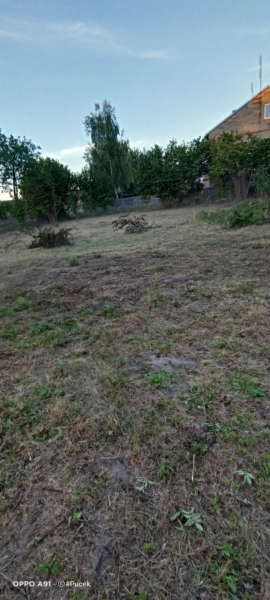 Teren po wycince drzew, widoczne pozostałości gałęzi i pni na trawie, w tle drzewa i fragment budynku.