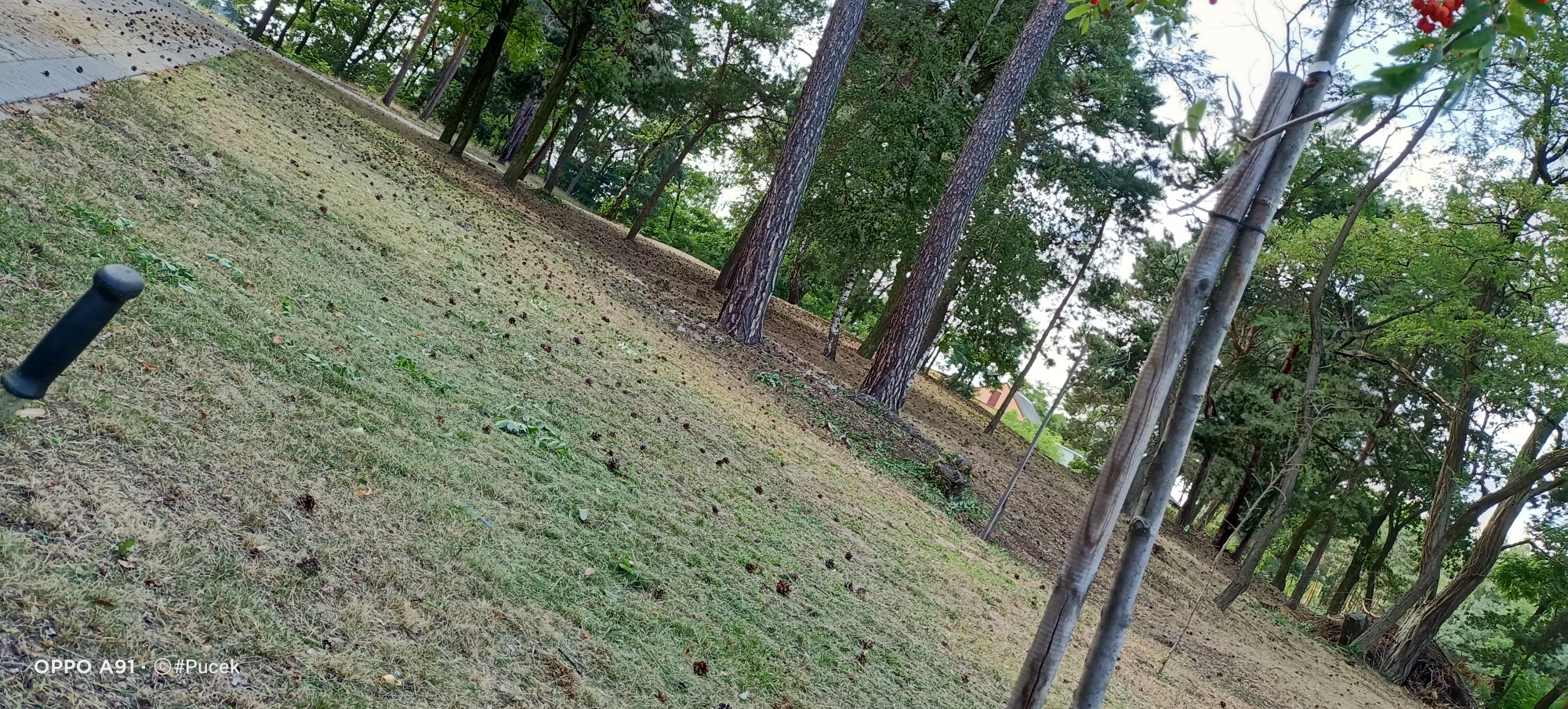 Skarpa pokryta mieszanką wyschniętej i zielonej trawy, usiana szyszkami, z widocznymi drzewami w tle i młodym drzewkiem podpartym drewnianymi tyczkami. W lewym dolnym rogu fragment czarnego uchwytu...