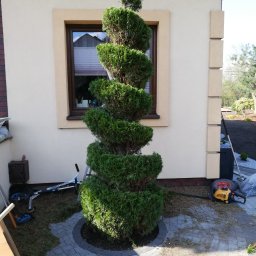 Dany Garden - Spiralnie przycięty, wysoki tuja szmaragd rosnący na kostce brukowej przed jasnym budynkiem z brązowymi obramowaniami okien, obok widoczne narzędzia ogrodnicze i pozostałości po cięciu.