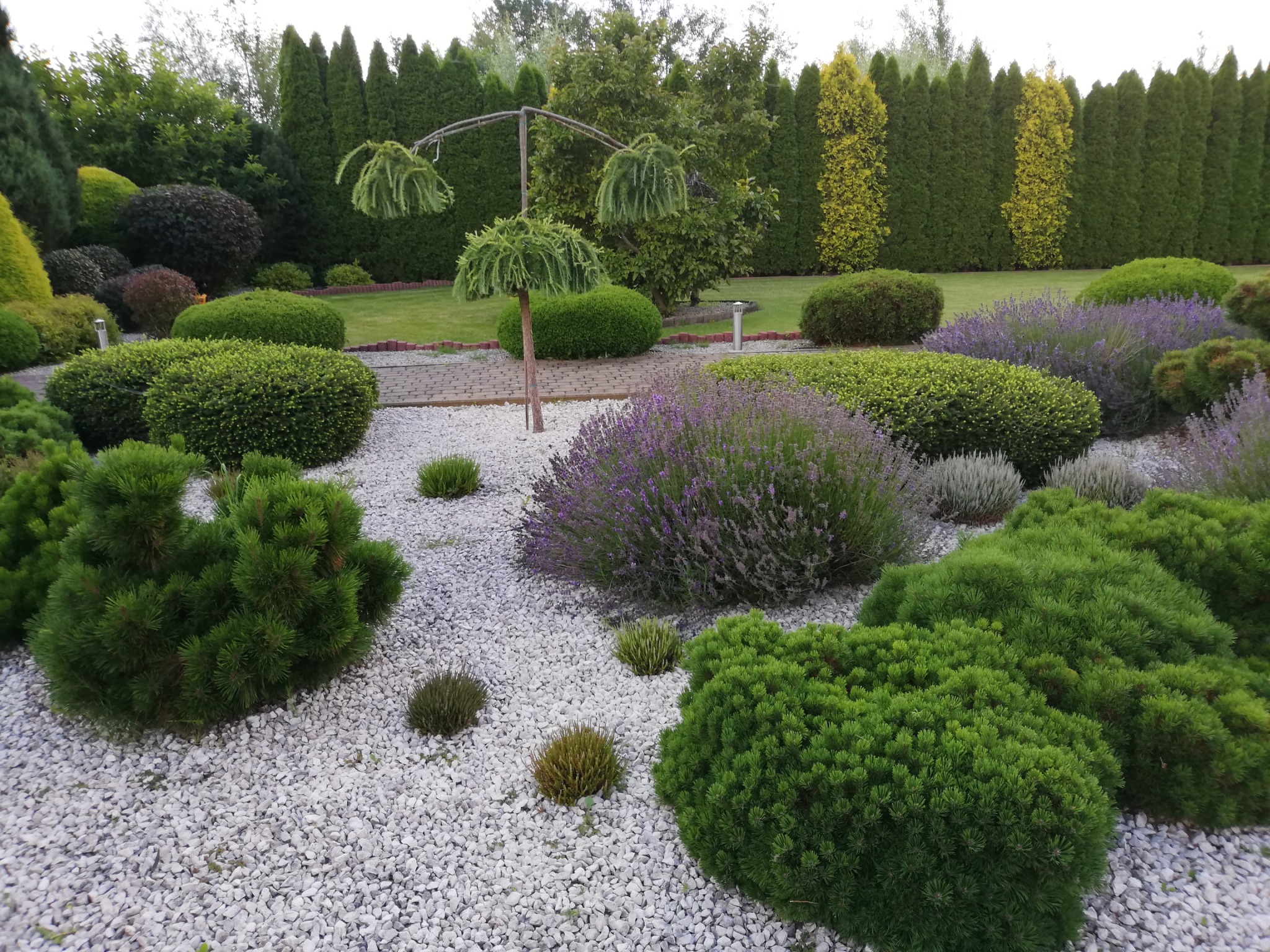 Urozmaicony ogród z kulistymi krzewami, lawendą i szpalerem wysokich drzew iglastych w tle, wysypany białym grysem.