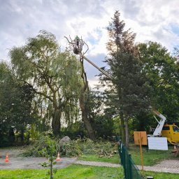 Wycinka drzew Pomieczyno 2