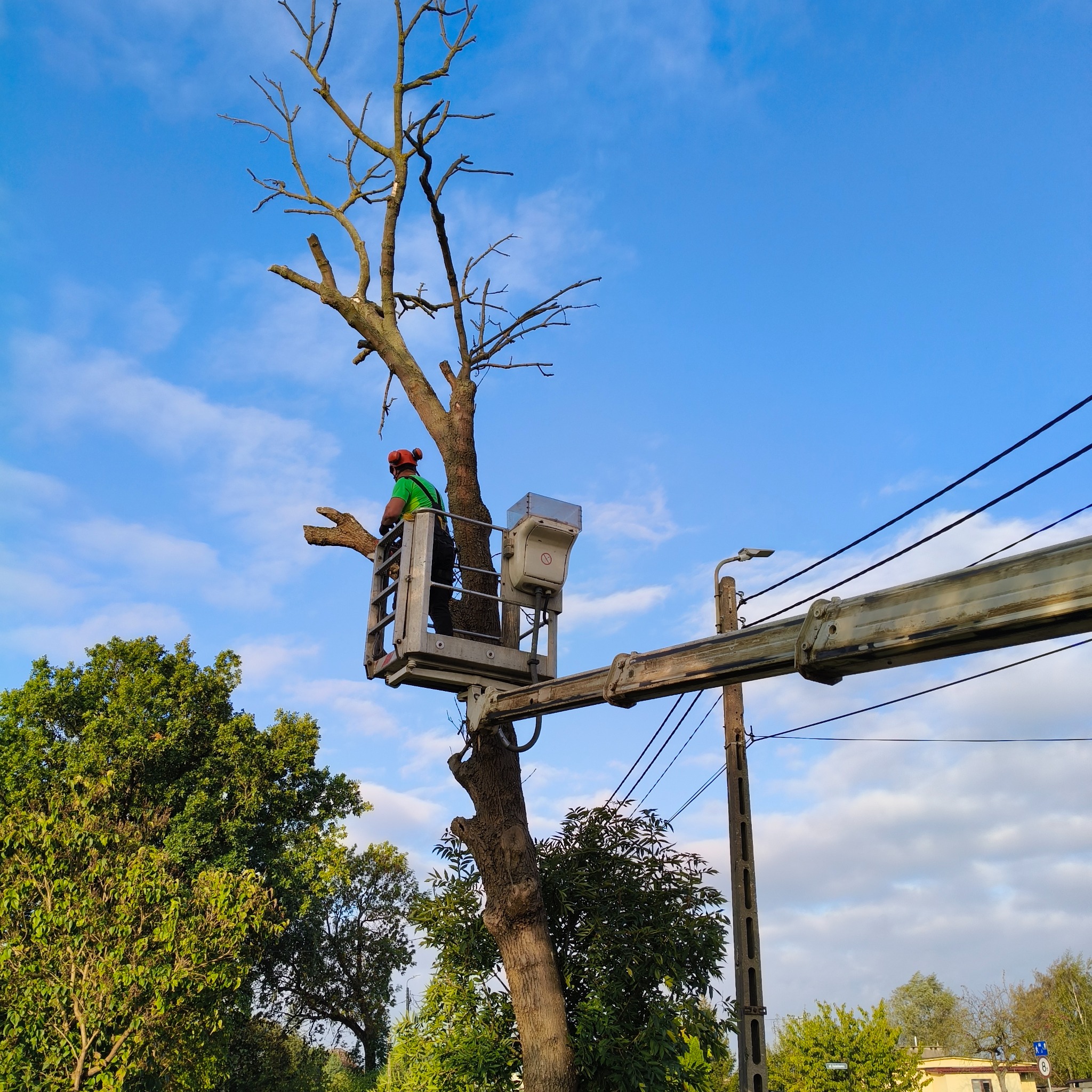 Pracownik w koszu podnośnika teleskopowego, w kasku i zielonej koszulce, przycina wysokie, ogołocone z liści drzewo na tle błękitnego nieba z chmurami, w pobliżu linia energetyczna.