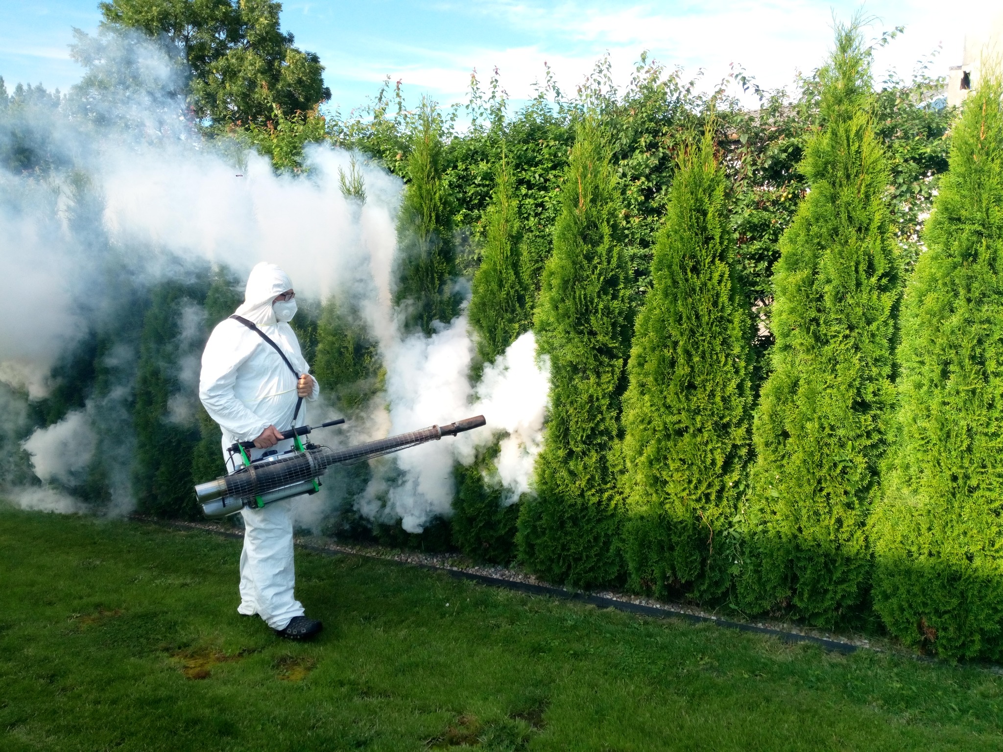 Osoba w kombinezonie ochronnym i masce rozpyla mgłę z zamgławiacza termicznego na tujach w ogrodzie.