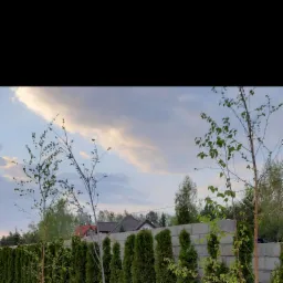 Nowo posadzone, młode brzozy przed szpalerem z tuj i murem z betonowych bloczków w pastelowym świetle zachodzącego słońca.