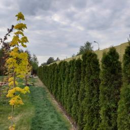 Seb-Bud - Długi szpaler gęstych, zielonych tuj oddzielający posesję, widoczny z perspektywy trawnika z młodymi drzewkami, w tle ogrodzenie z izolacją termiczną i pochmurne niebo.