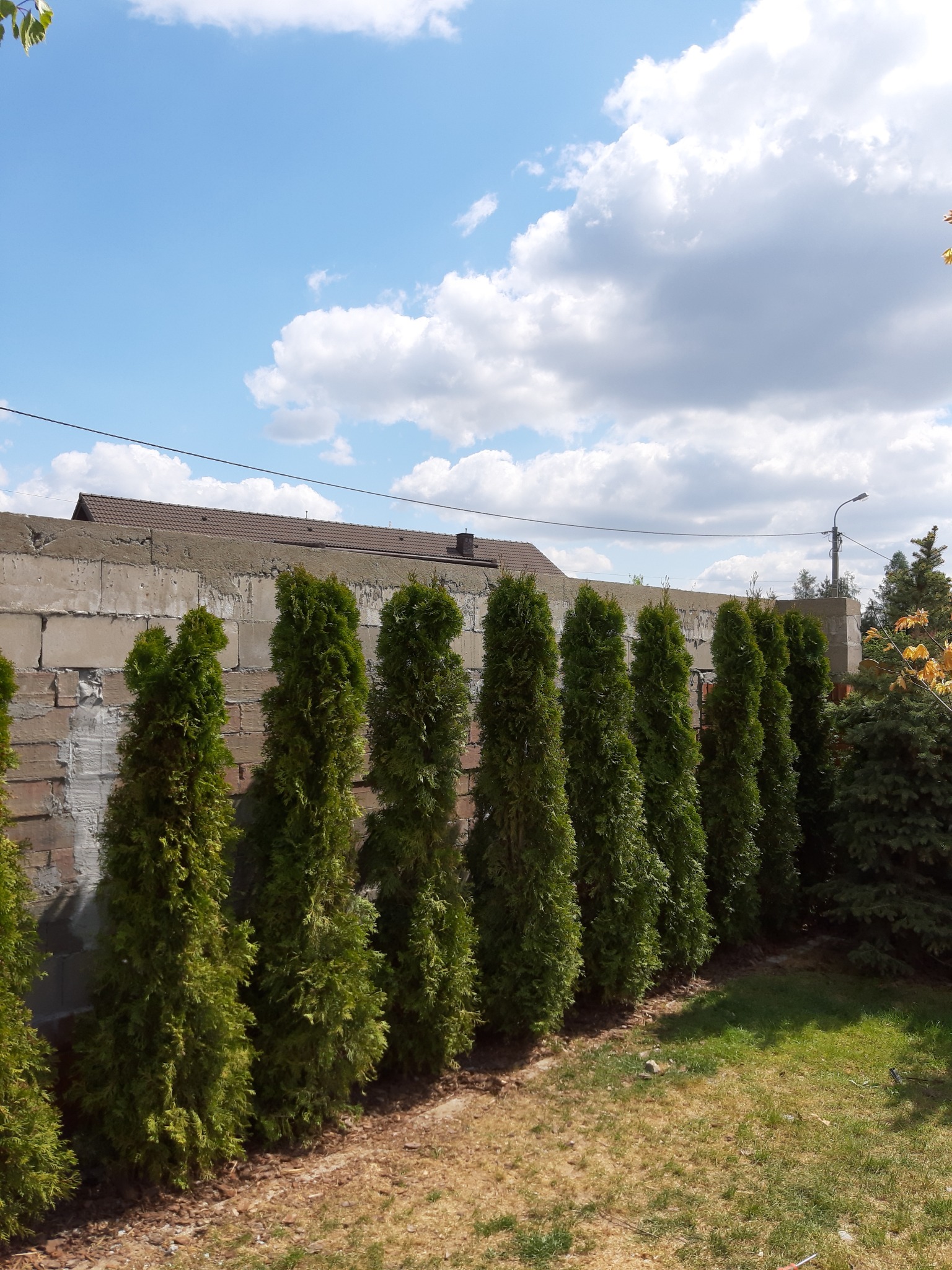 Szpaler zielonych tui posadzonych wzdłuż surowego, częściowo otynkowanego muru z bloczków betonowych, na tle błękitnego nieba z obłokami.