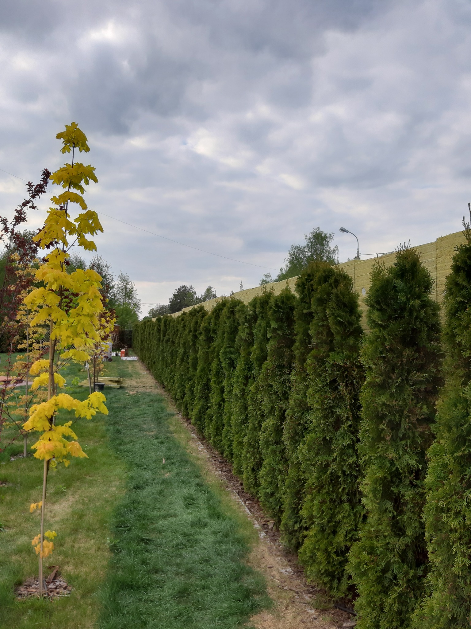 Długi szpaler gęstych, zielonych tuj oddzielający posesję, widoczny z perspektywy trawnika z młodymi drzewkami, w tle ogrodzenie z izolacją termiczną i pochmurne niebo.