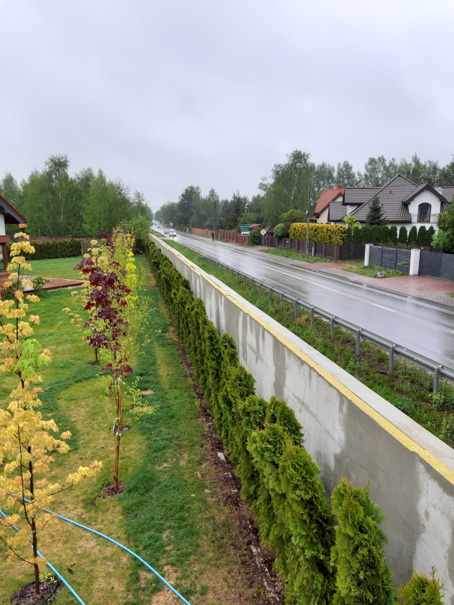 Nowo posadzone drzewa różnych gatunków wzdłuż betonowego muru z izolacją w Warszawie, widok na mokrą ulicę i domy w tle w pochmurny dzień.