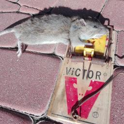 Deratyzacja łapanie szczurów i mysz Rzeszów