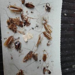 Zwalczanie prusaków i karaluchów 