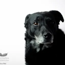 Portret czarnego psa z siwiejącą kufą na jasnym tle, z logo pracowni fotograficznej w lewym dolnym rogu.
