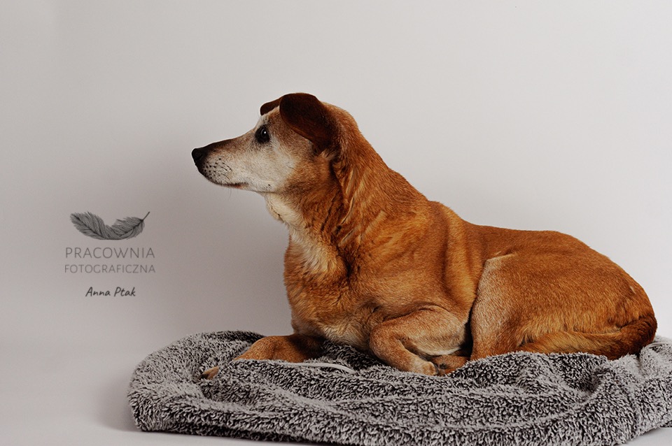 Portret leżącego, starszego psa o rudej sierści na szarym, pluszowym legowisku, profil, białe tło, logo fotografa w lewym dolnym rogu.