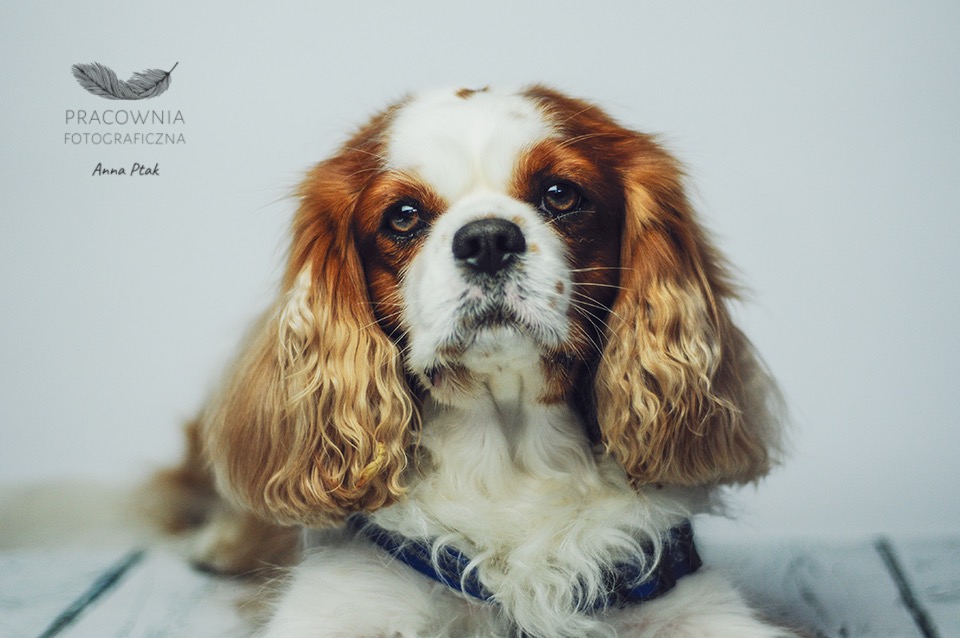 Portret Cavaliera King Charles Spaniela z brązowo-białym umaszczeniem, w niebieskiej obroży, na jasnym tle z logo fotografa w lewym górnym rogu.