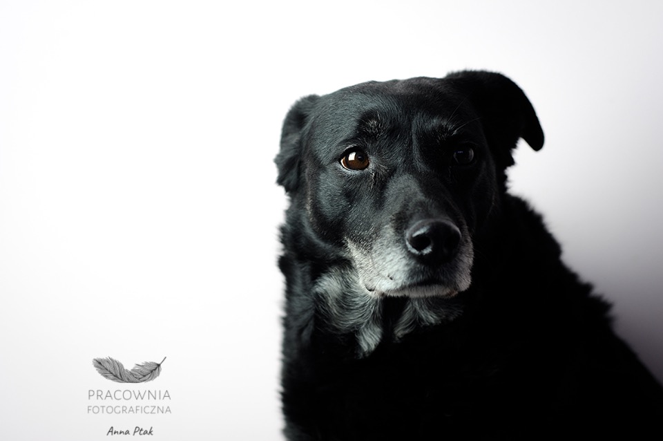 Portret czarnego psa z siwiejącą kufą na jasnym tle, z logo pracowni fotograficznej w lewym dolnym rogu.