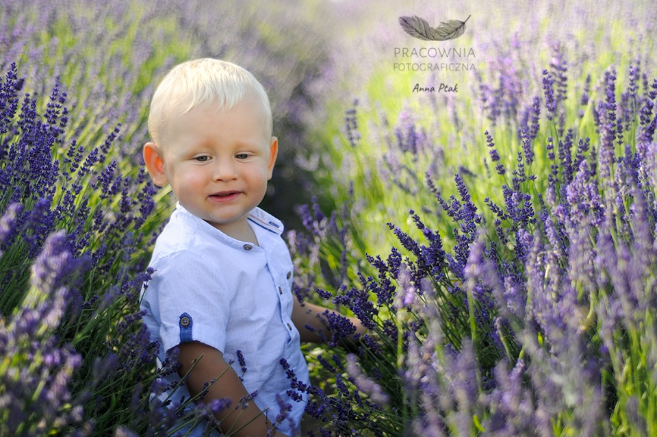 Blondwłosy chłopiec w błękitnej koszuli pozuje w polu lawendy, delikatne rozmycie tła, logo fotografa w prawym górnym rogu.