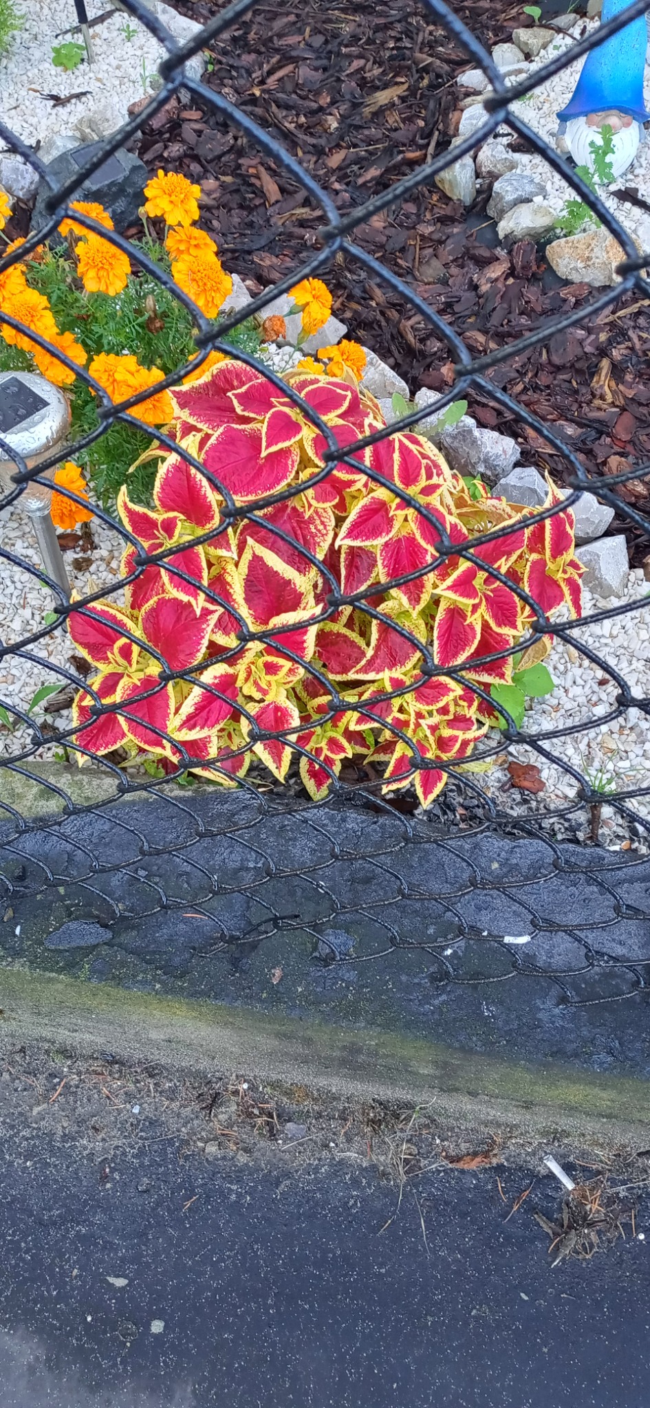 Kępa czerwono-żółtych koleusów i pomarańczowe aksamitki za czarnym ogrodzeniem z siatki, widoczne białe kamyki i drewniane zrębki, w tle niebieski gnom ogrodowy.