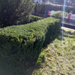 Starannie przystrzyżony, równy żywopłot z bukszpanu w słoneczny dzień, widoczne trawnik i ogrodzenie w tle.