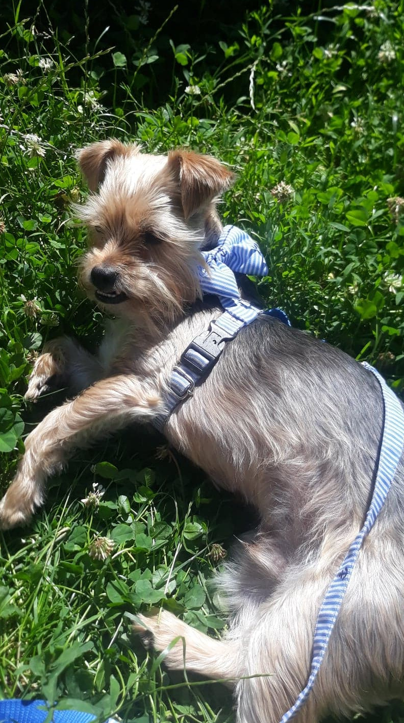 Wylegiwanie się na chłodnej trawie w gorące dni to świetny sposób na schłodzenie psiaka