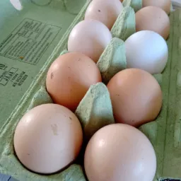 Jajka wiejskie od kurek z wolnego wybiegu