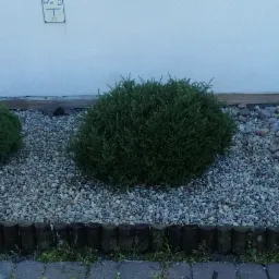 Okrągłe krzewy iglaste na rabacie wysypanej szarymi kamieniami, obrzeże z drewnianych palików, tło stanowi biała ściana budynku z fragmentem drewnianej okładziny.