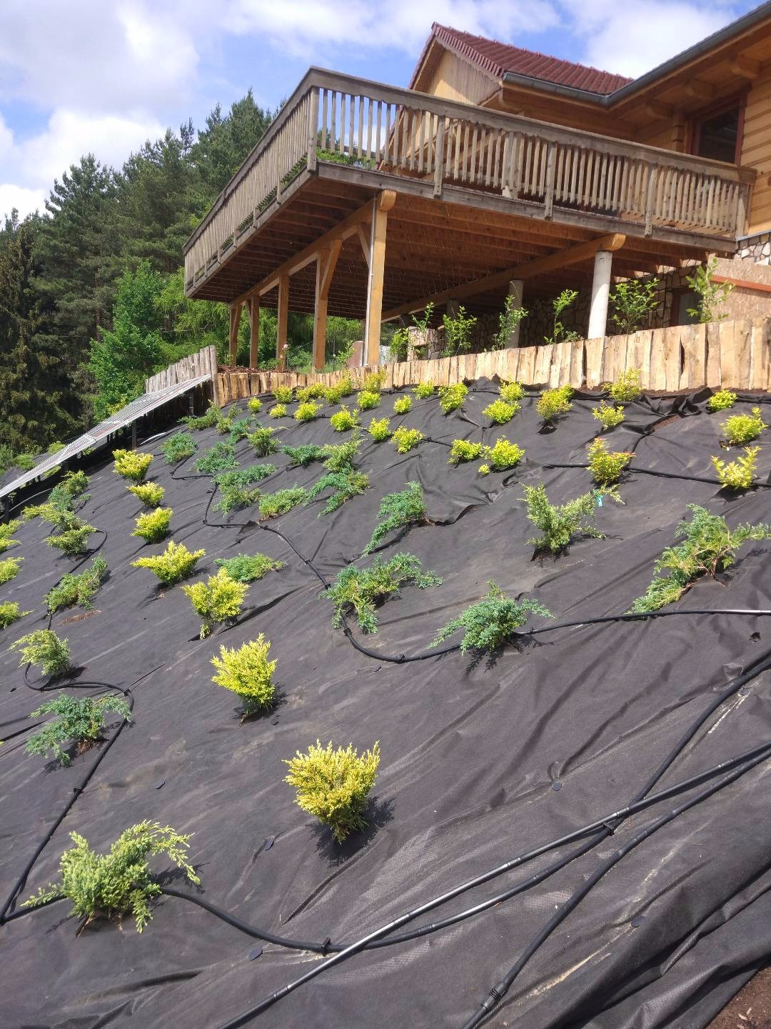 Ukształtowany teren przy domu z tarasem, pokryty czarną agrowłókniną i nasadzonymi krzewami iglastymi z systemem nawadniania kropelkowego.