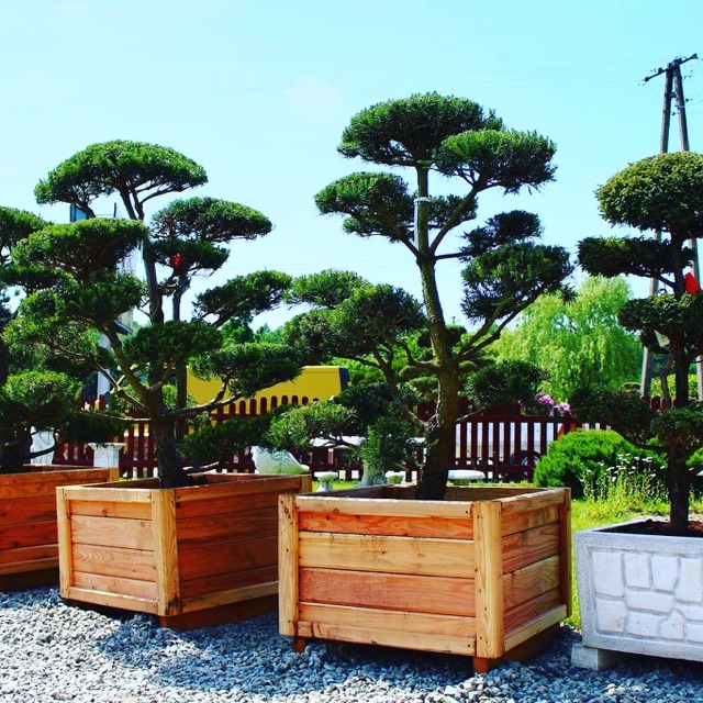 Uformowane drzewka iglaste w drewnianych donicach na żwirowym podłożu, w tle żółty samochód dostawczy i słupy energetyczne.