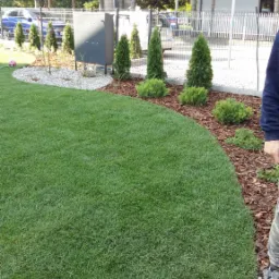 Świeżo założony trawnik z rolki, obrzeża wyłożone korą i ozdobnymi kamykami, przy ogrodzeniu z nasadzeniami z tuj i kulistych krzewów, widoczny fragment osoby w ubraniu moro