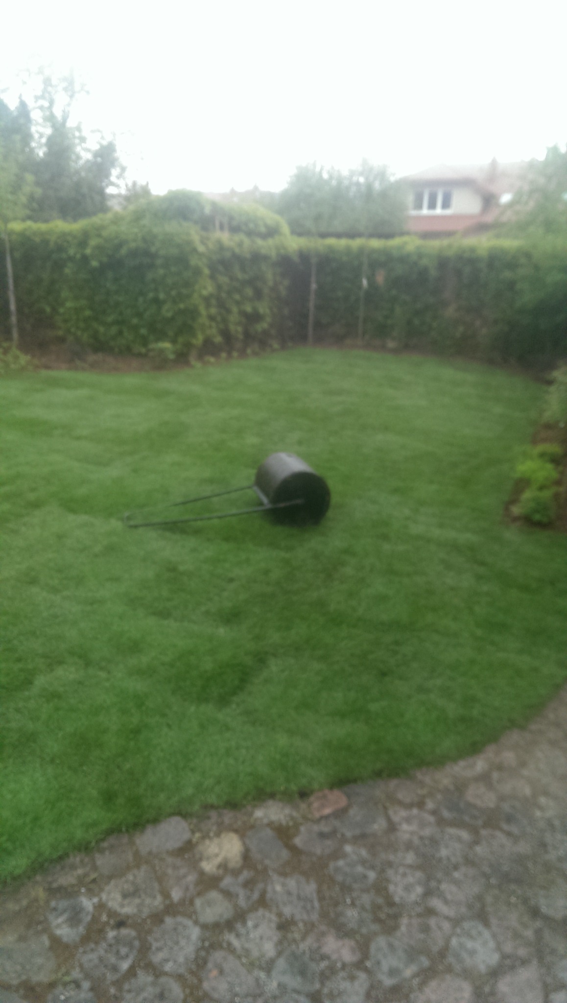 Świeżo założony trawnik z rolki, wyrównywany walcem ogrodowym; w tle żywopłot i dom.