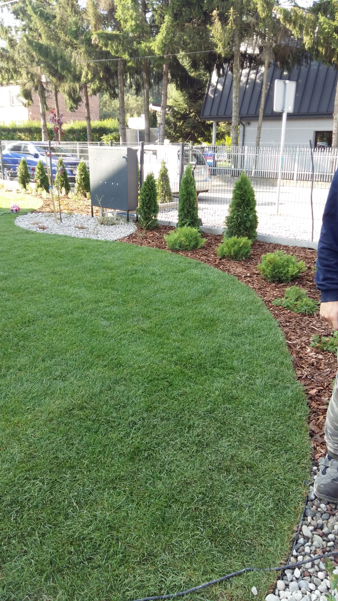 Świeżo założony trawnik z rolki, obrzeża wyłożone korą i ozdobnymi kamykami, przy ogrodzeniu z nasadzeniami z tuj i kulistych krzewów, widoczny fragment osoby w ubraniu moro