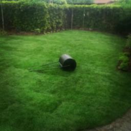 Maciej Żychowski - Świeżo założony trawnik z rolki w Warszawie, wyrównany walcem ogrodowym, otoczony żywopłotem.