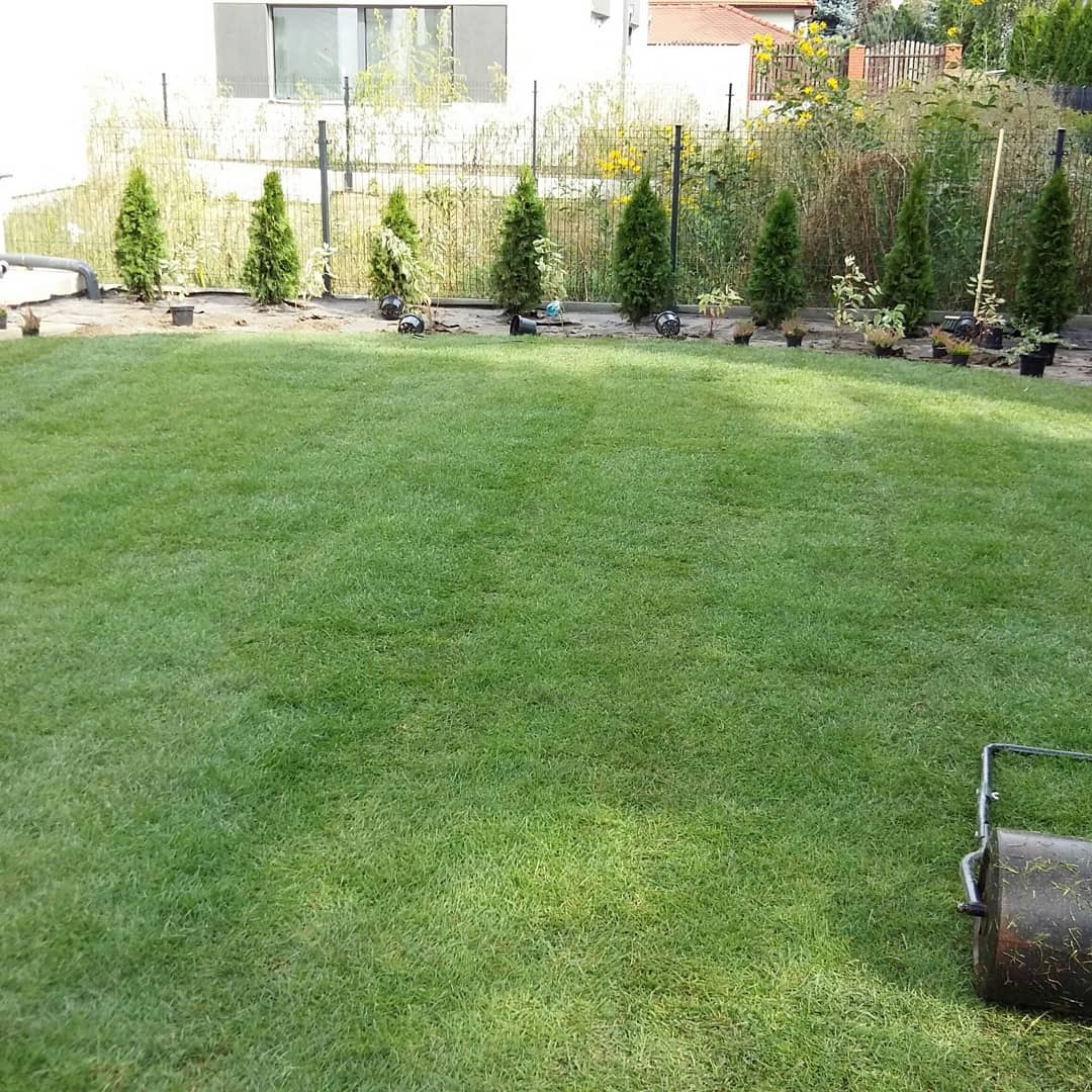 Świeżo rozłożona trawa z rolki na dużym trawniku, z młodymi tujami w doniczkach posadzonymi wzdłuż ogrodzenia i walcem do trawy w prawym dolnym rogu.