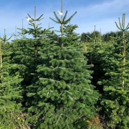 Rośliny i podłoża Czaplinek 3