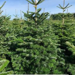 Rośliny i podłoża Czaplinek 4