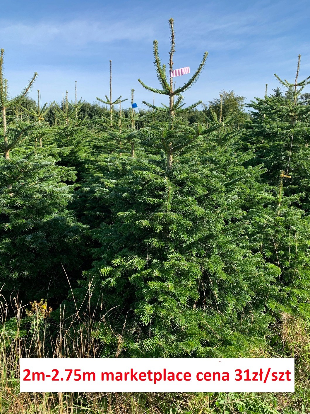 Szkółka choinek z oznaczeniami cenowymi na tle błękitnego nieba.