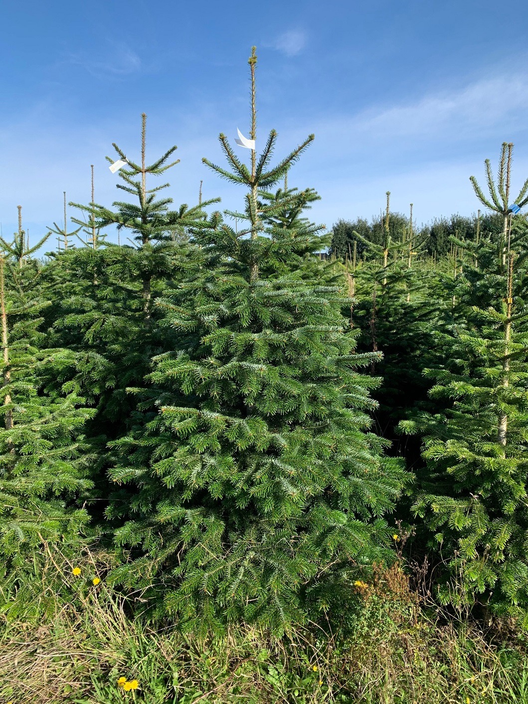 Szkółka choinek z etykietami cenowymi na tle błękitnego nieba.