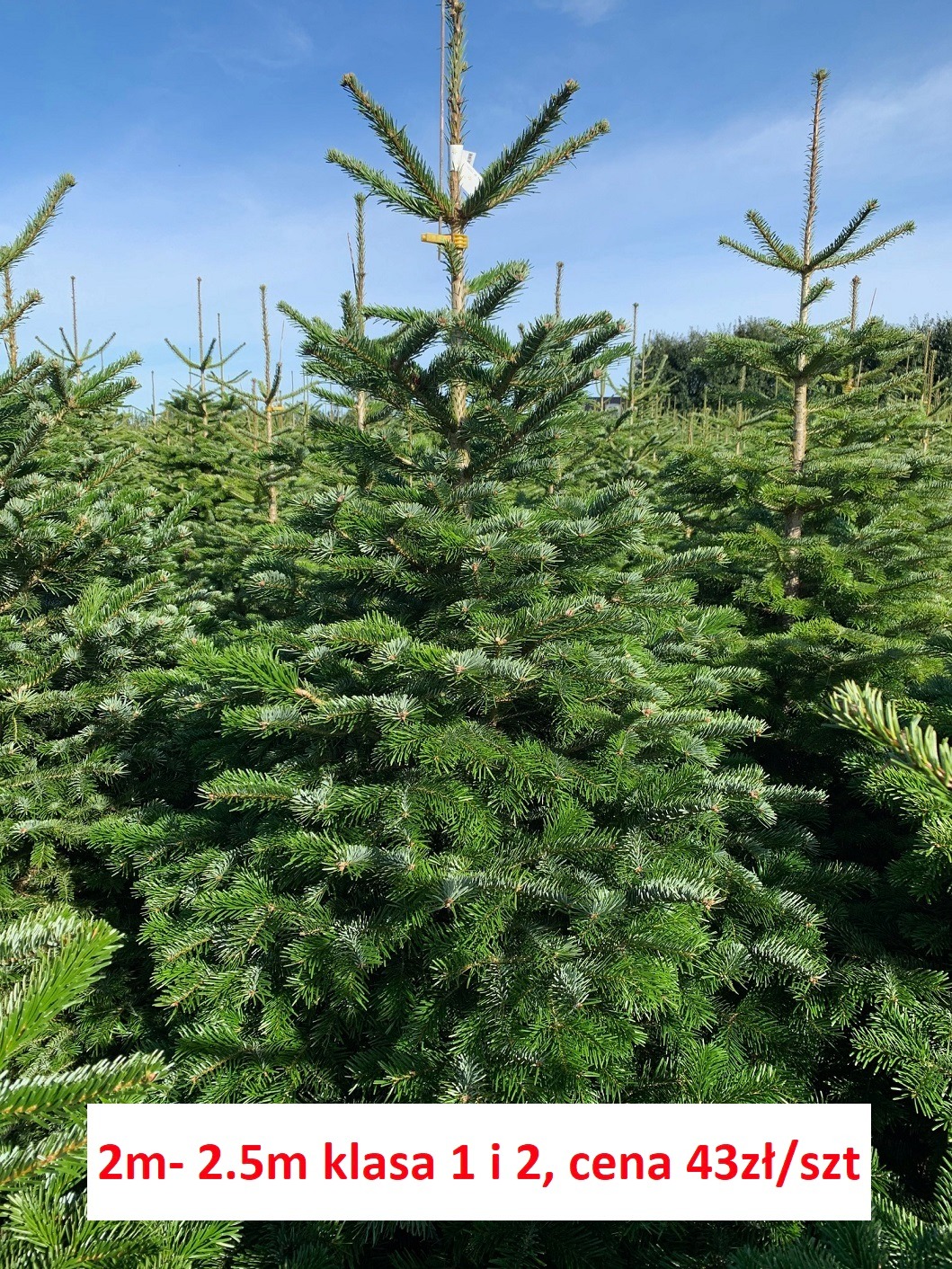 Szkółka choinek: rząd gęsto posadzonych jodeł o wysokości 2-2.5m, oznaczonych żółtą taśmą, gotowych do sprzedaży.