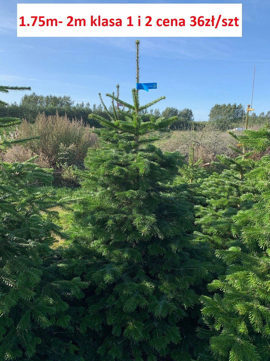 Plantacja choinek, widoczna choinka o wysokości 1.75-2m klasy 1 i 2 z niebieską etykietą, cena 36zł/szt.
